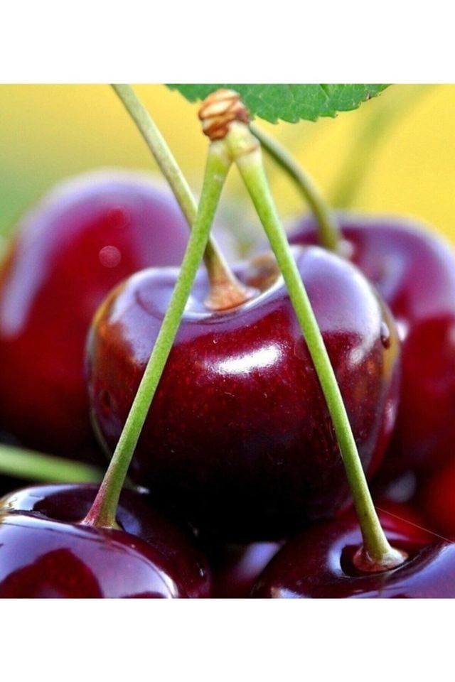 Napolyon Kiraz Fidanı 3 Yaş