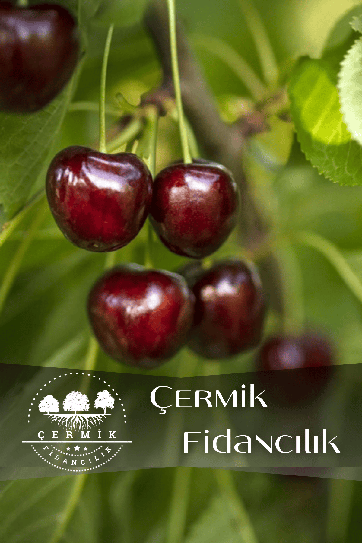 Napolyon Kiraz Fidanı 3 Yaş