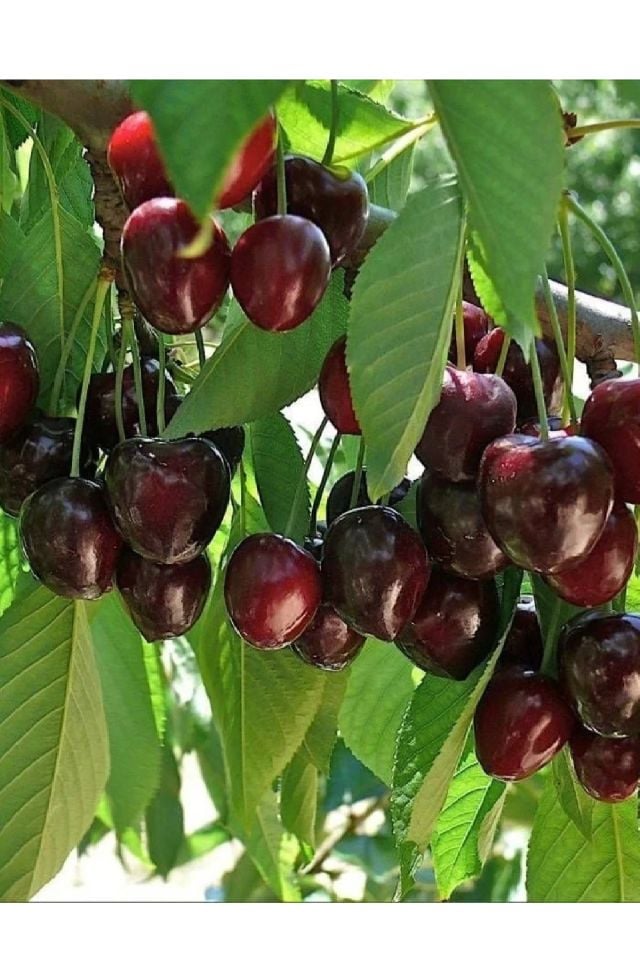 Napolyon Kiraz Fidanı 3 Yaş