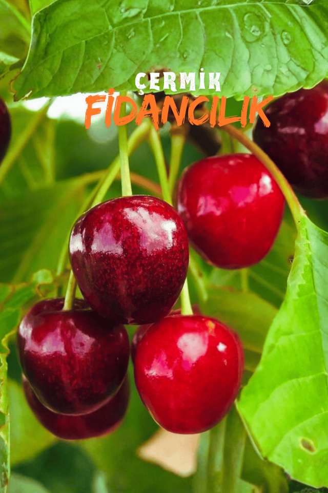 Napolyon Kiraz Fidanı 3 Yaş