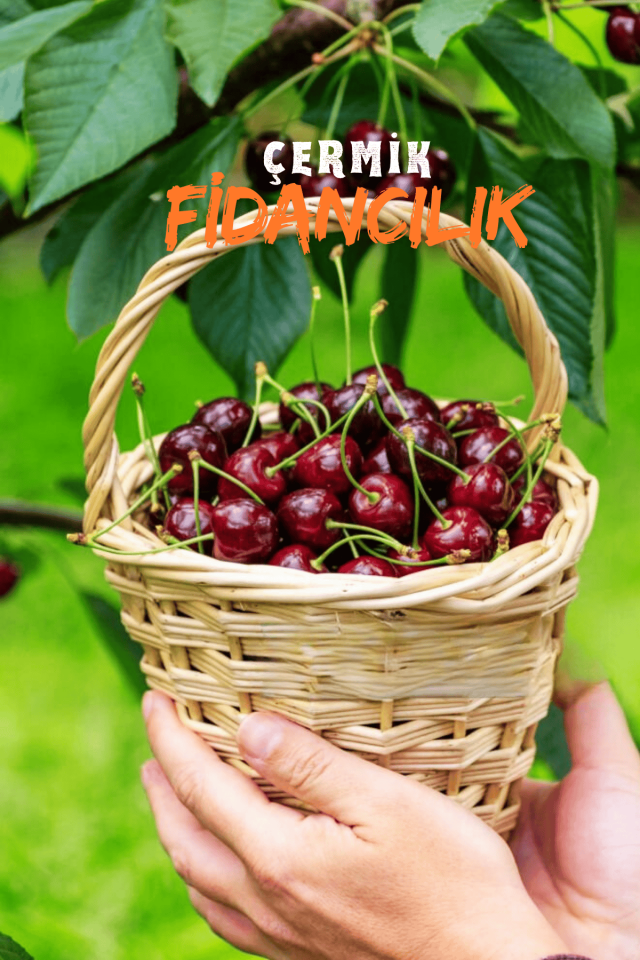 Napolyon Kiraz Fidanı 3 Yaş