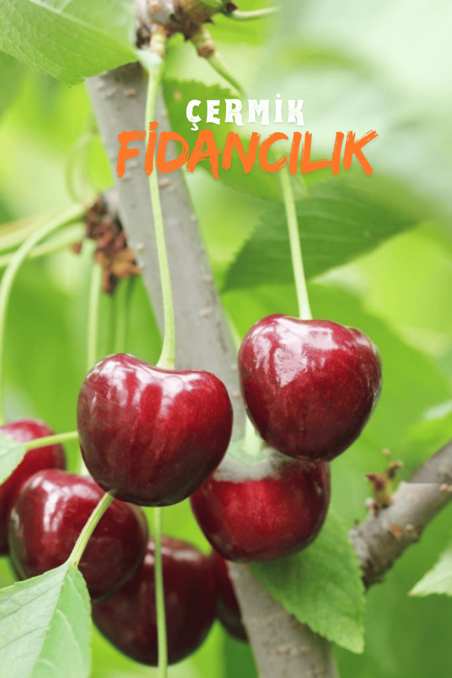 Napolyon Kiraz Fidanı 3 Yaş