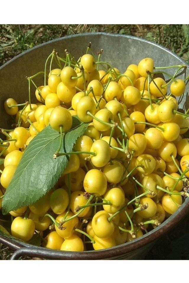 Tatlı Sarı Kiraz ( Starks Gold ) Fidanı 3 Yaş