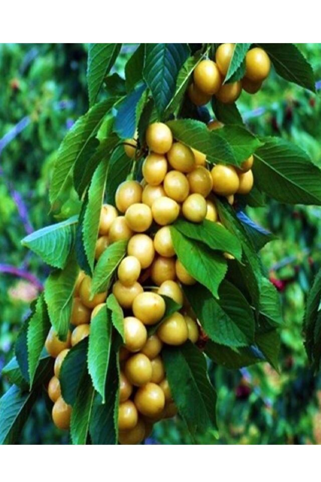 Tatlı Sarı Kiraz ( Starks Gold ) Fidanı 3 Yaş