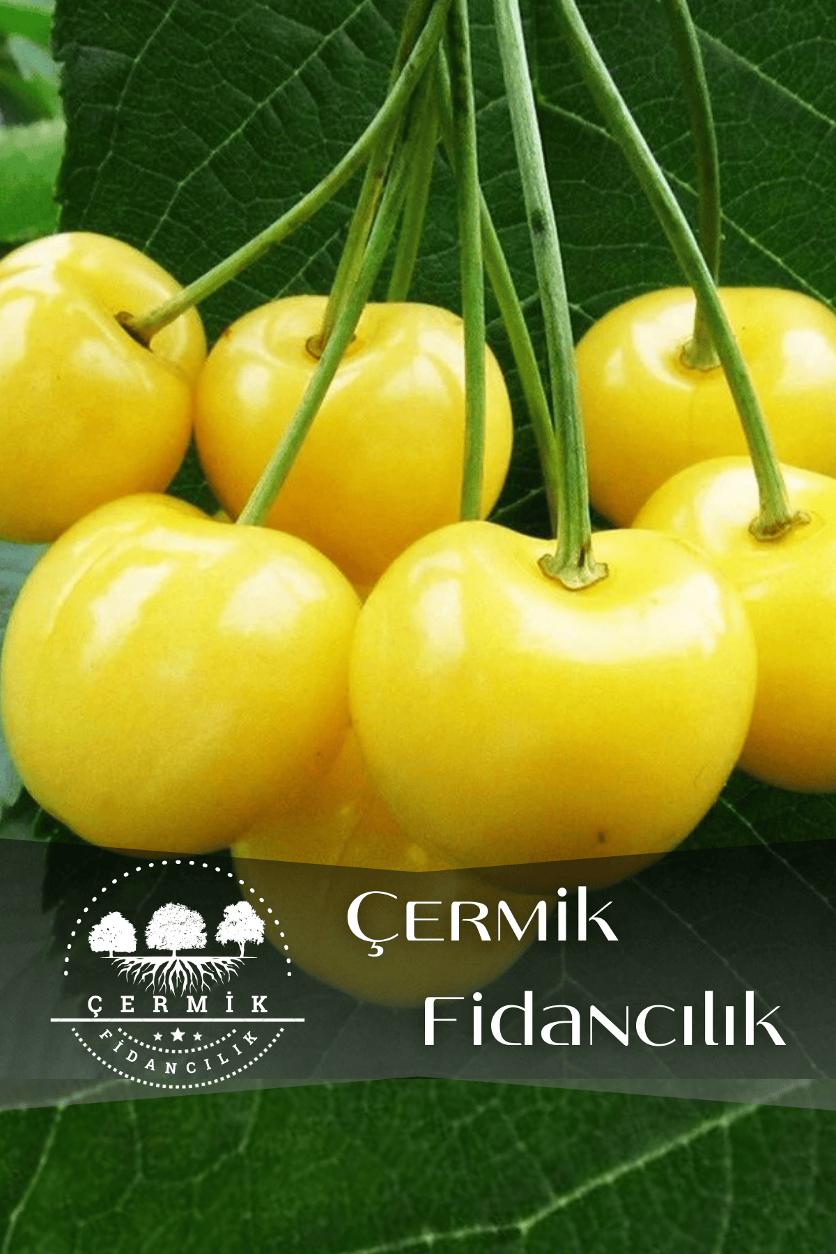 Tatlı Sarı Kiraz ( Starks Gold ) Fidanı 3 Yaş