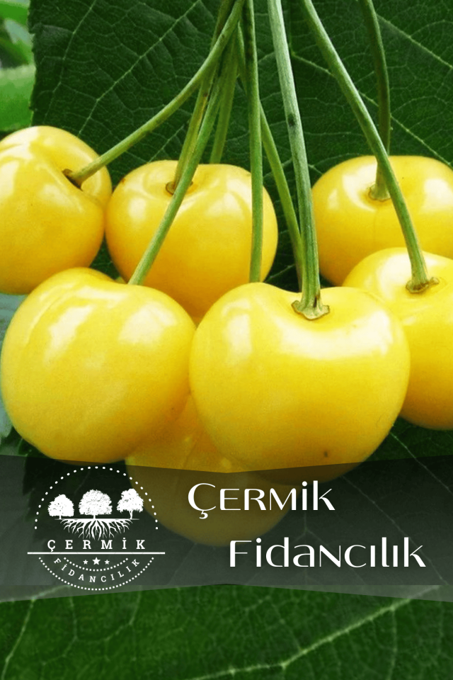 Tatlı Sarı Kiraz ( Starks Gold ) Fidanı 3 Yaş
