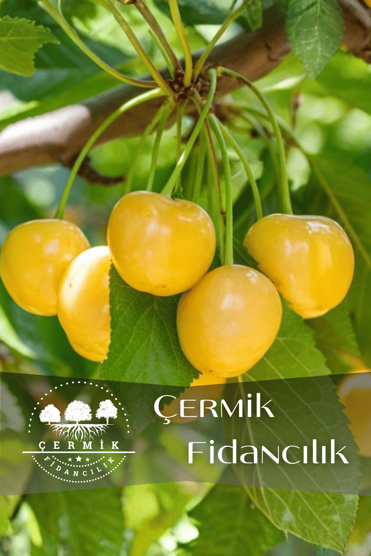 Tatlı Sarı Kiraz ( Starks Gold ) Fidanı 3 Yaş