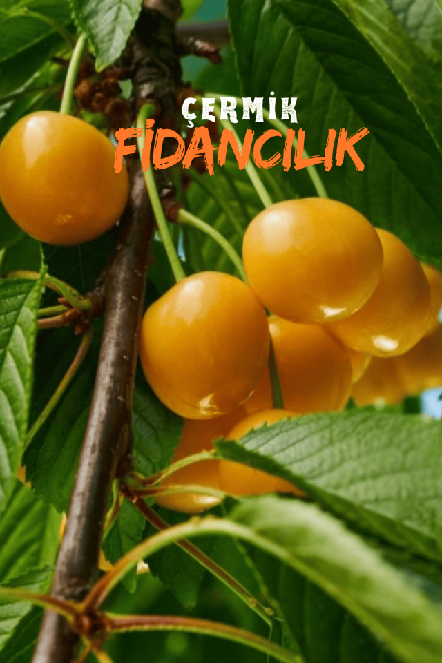 Tatlı Sarı Kiraz ( Starks Gold ) Fidanı 3 Yaş