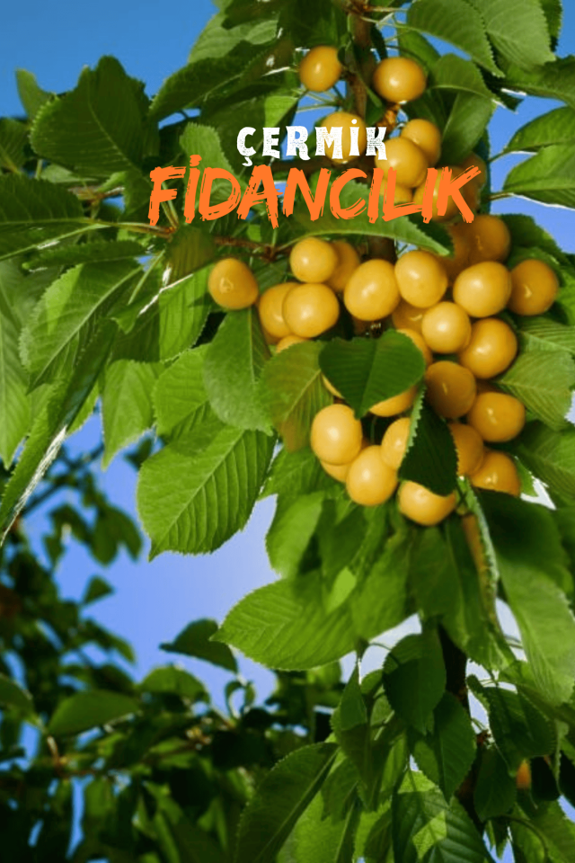 Tatlı Sarı Kiraz ( Starks Gold ) Fidanı 3 Yaş