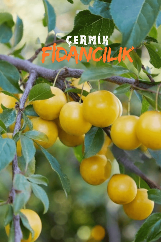 Tatlı Sarı Kiraz ( Starks Gold ) Fidanı 3 Yaş