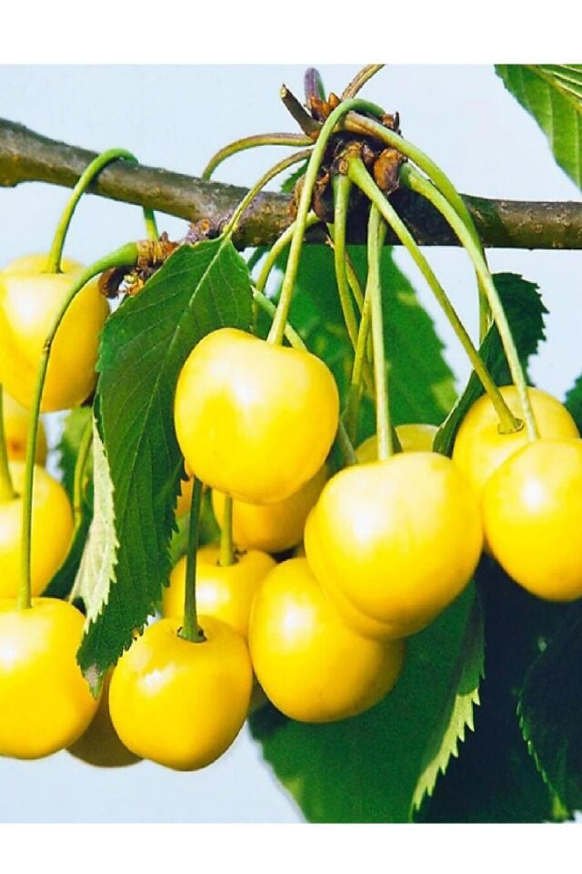 Tatlı Sarı Kiraz ( Starks Gold ) Fidanı 3 Yaş