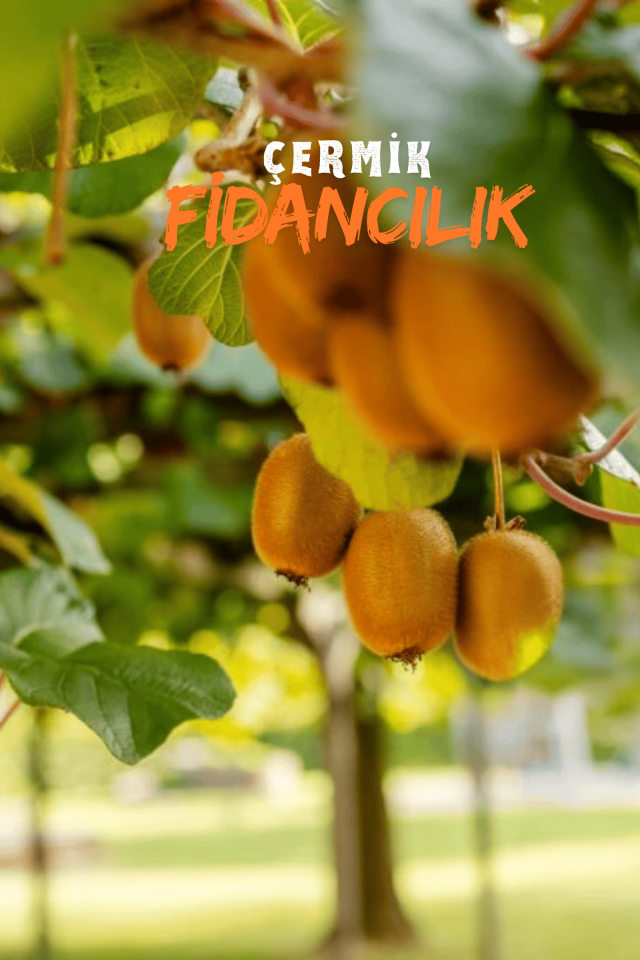 Tüplü Kivi Fidanı 3 Yaş