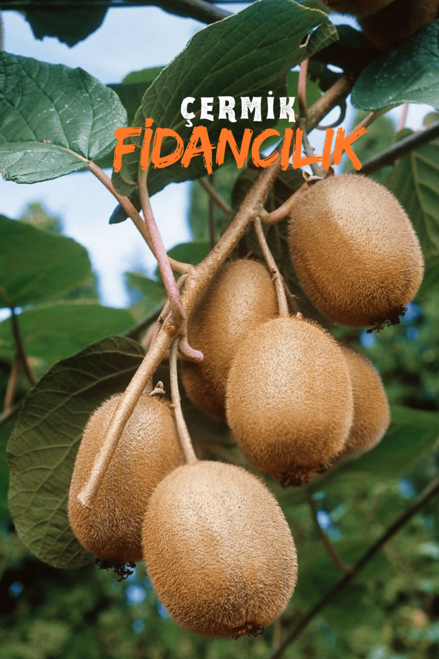 Tüplü Kivi Fidanı 3 Yaş