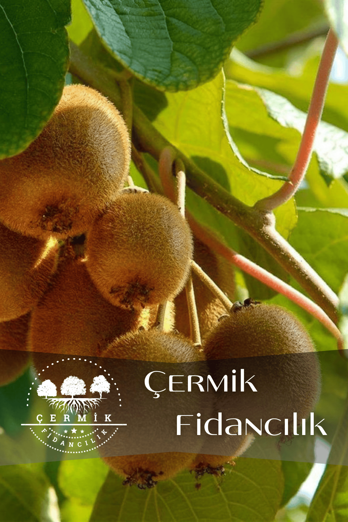 Tüplü Kivi Fidanı 3 Yaş