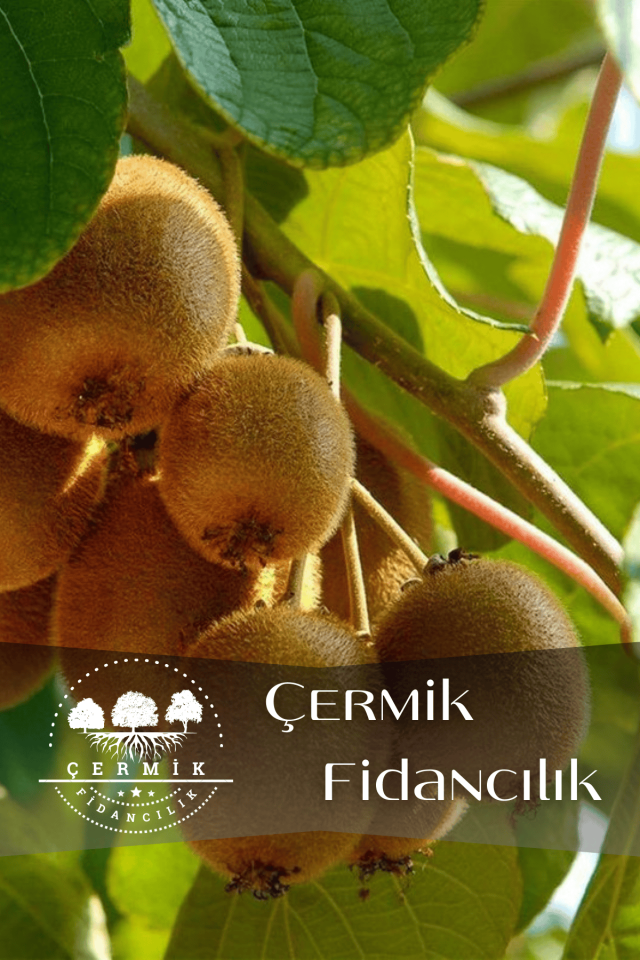 Tüplü Kivi Fidanı 3 Yaş