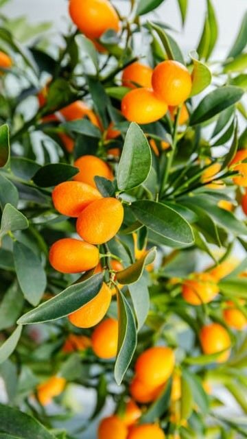 Saksılı Bodur Kumkat ( Kamkat ) Fidanı