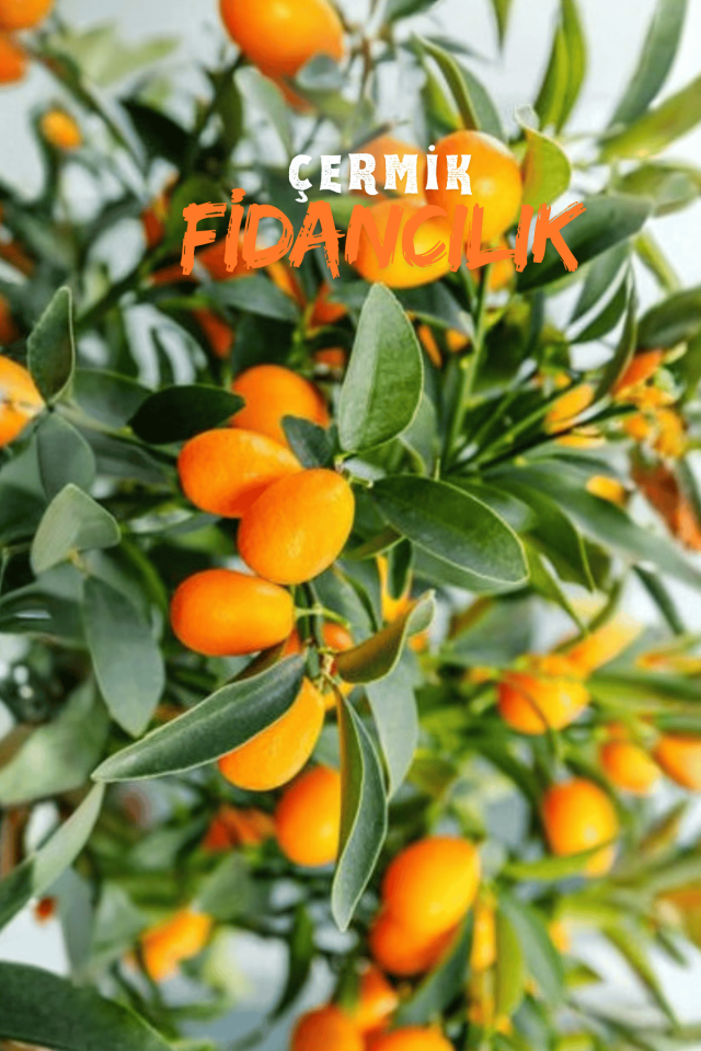 Saksılı Bodur Kumkat ( Kamkat ) Fidanı