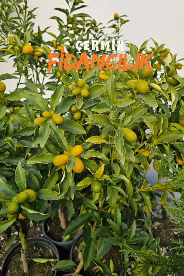 Saksılı Bodur Kumkat ( Kamkat ) Fidanı