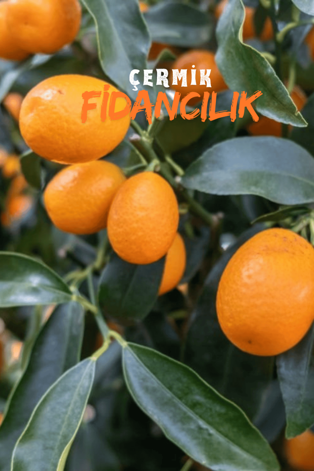 Saksılı Bodur Kumkat ( Kamkat ) Fidanı