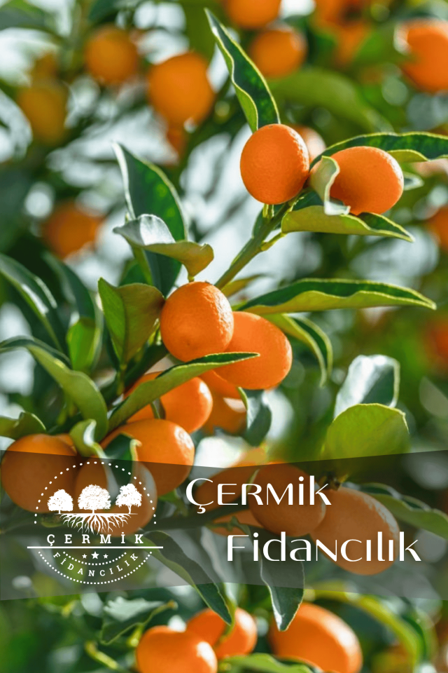 Saksılı Bodur Kumkat ( Kamkat ) Fidanı