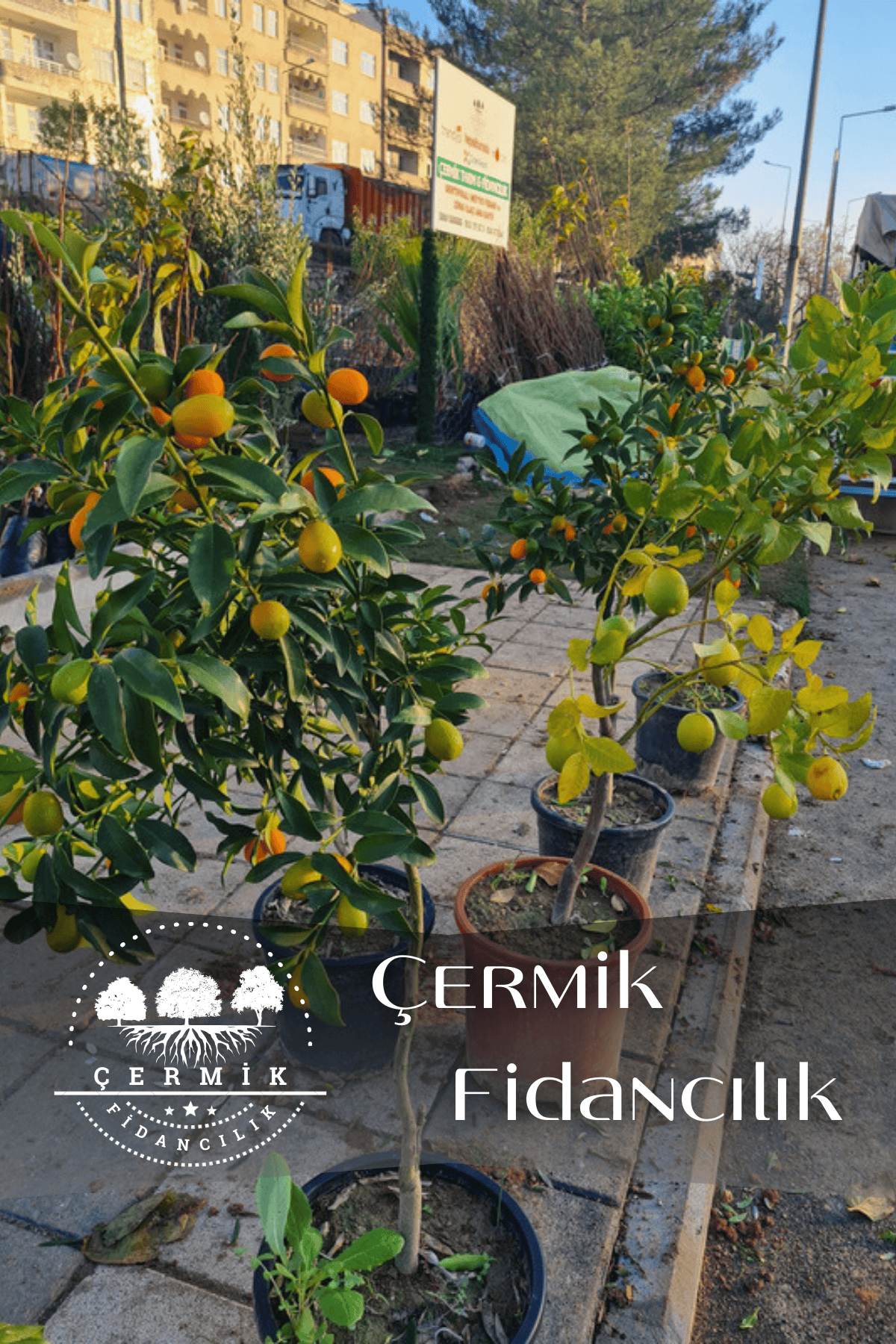 Saksılı Bodur Kumkat ( Kamkat ) Fidanı