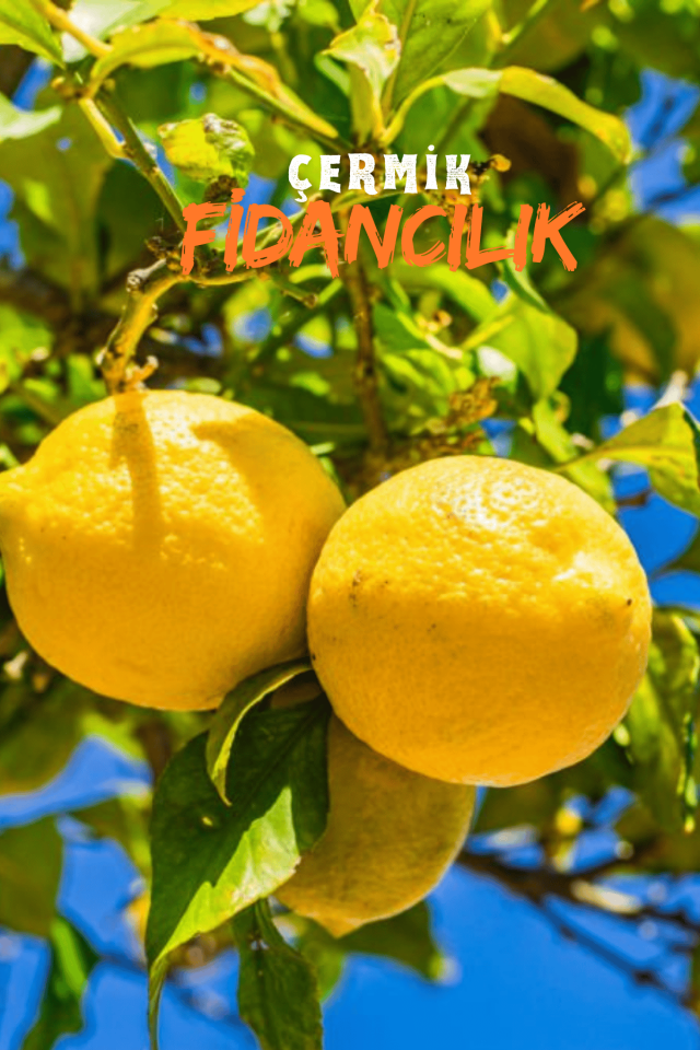 Tüplü Mayer Limon Fidanı