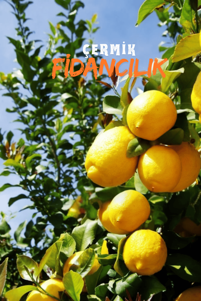 Tüplü Mayer Limon Fidanı