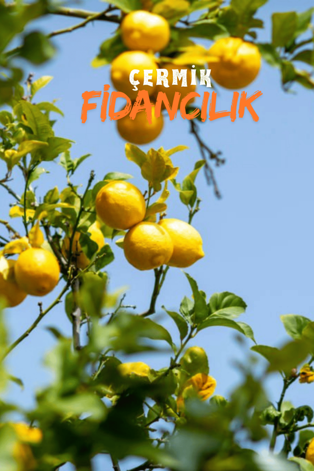 Tüplü Mayer Limon Fidanı