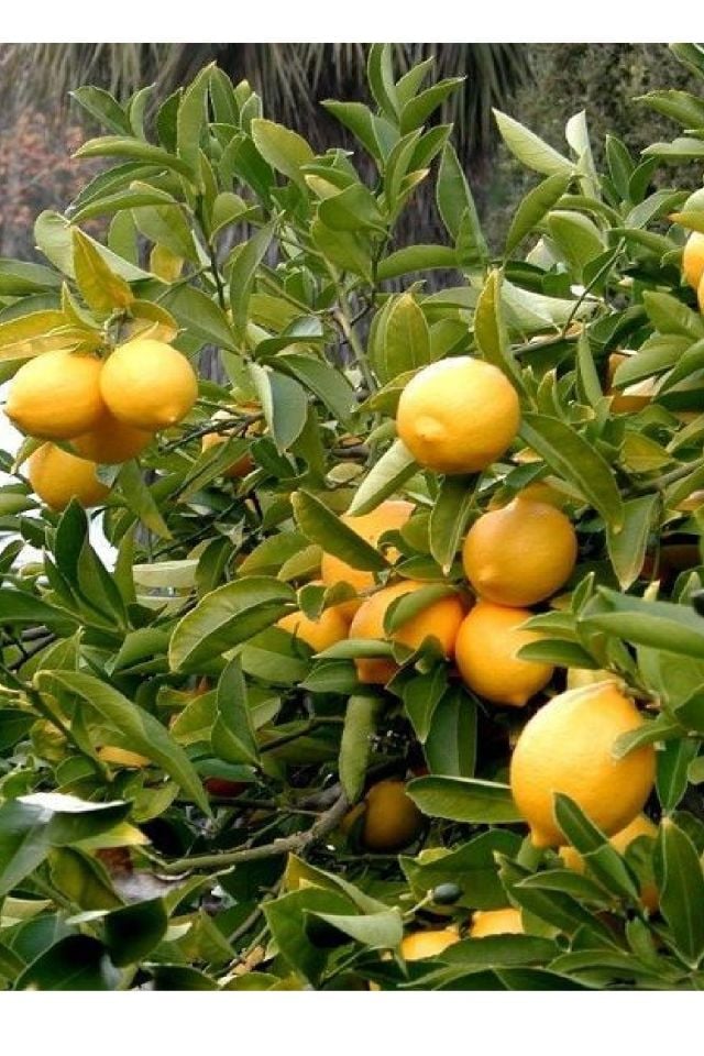 Tüplü Mayer Limon Fidanı