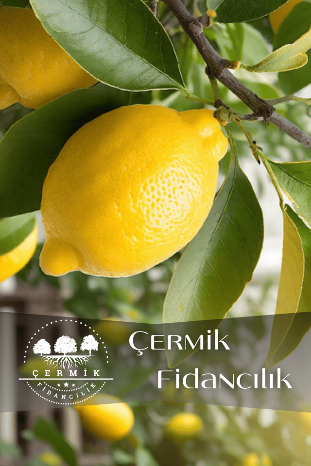 Tüplü Mayer Limon Fidanı