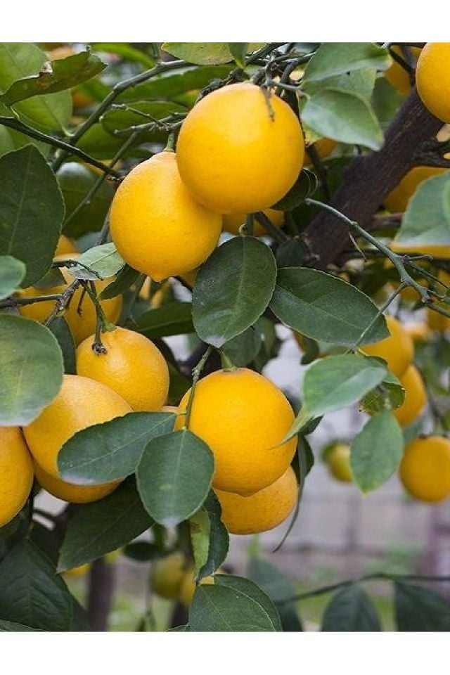 Tüplü Mayer Limon Fidanı