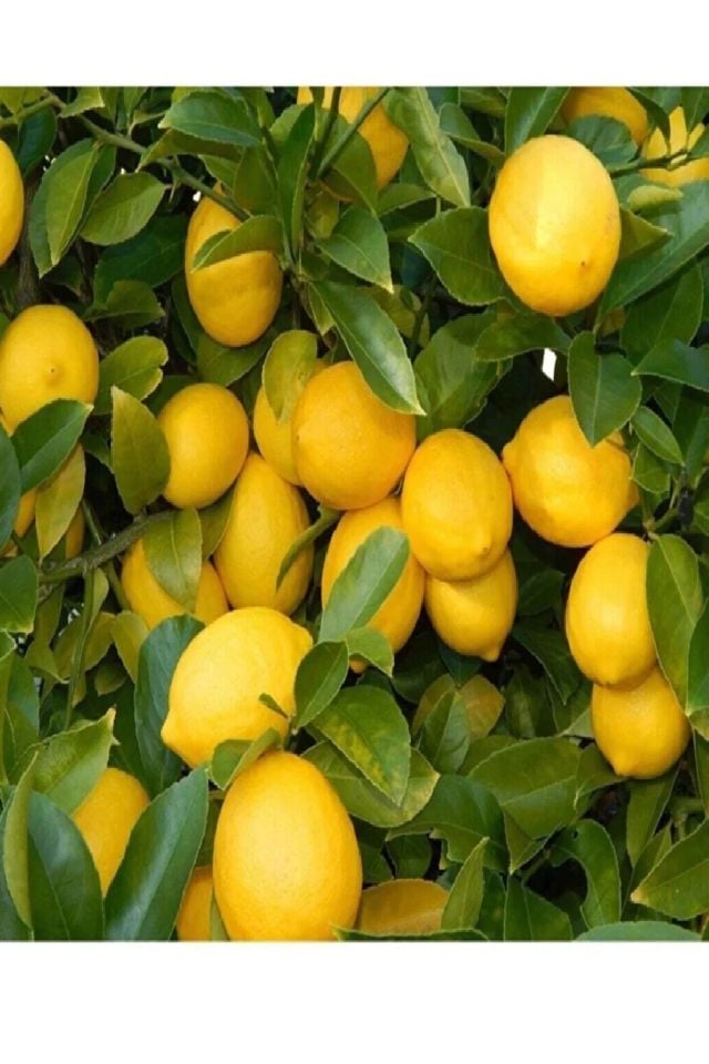 Tüplü Mayer Limon Fidanı
