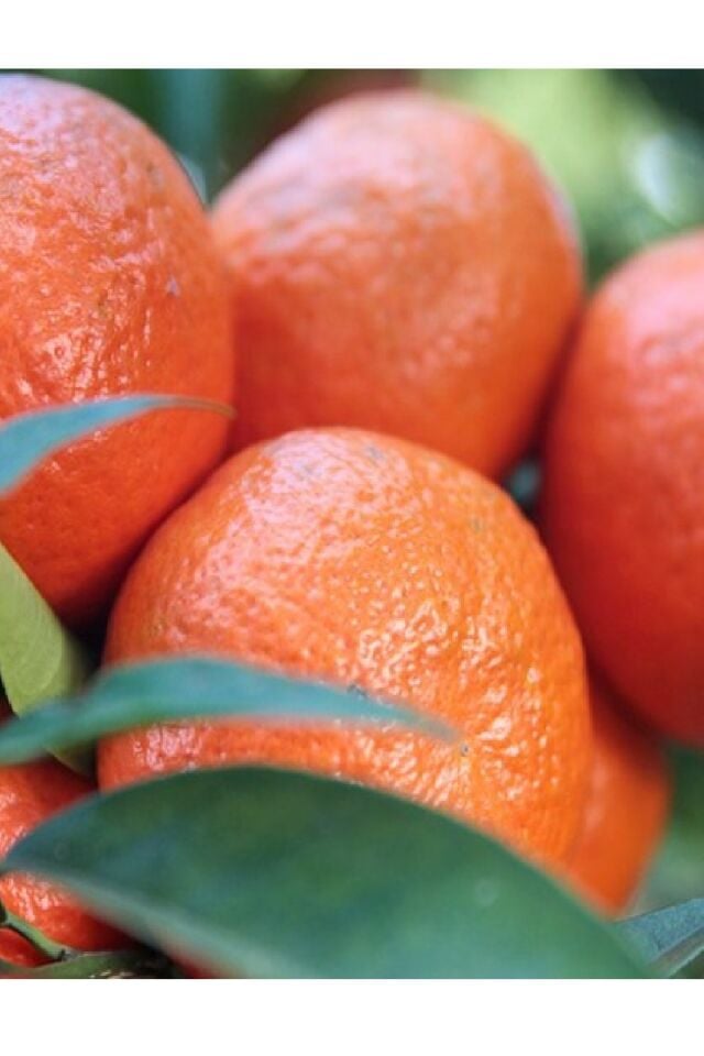 Tüplü Iri Meyveli Mandalina Fidanı