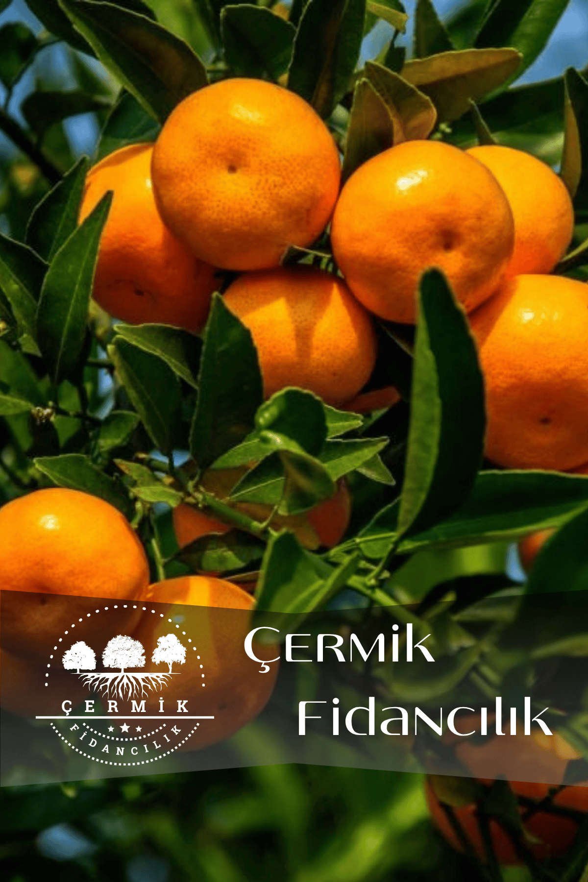 Tüplü Iri Meyveli Mandalina Fidanı