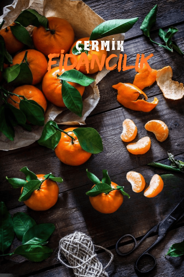 Tüplü Iri Meyveli Mandalina Fidanı