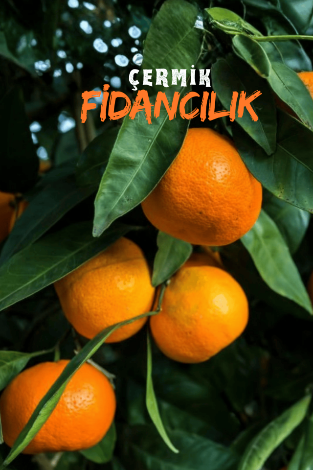 Tüplü Iri Meyveli Mandalina Fidanı