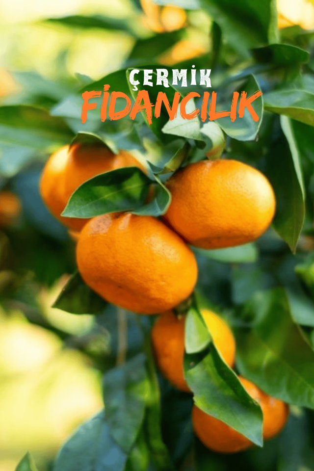 Tüplü Iri Meyveli Mandalina Fidanı