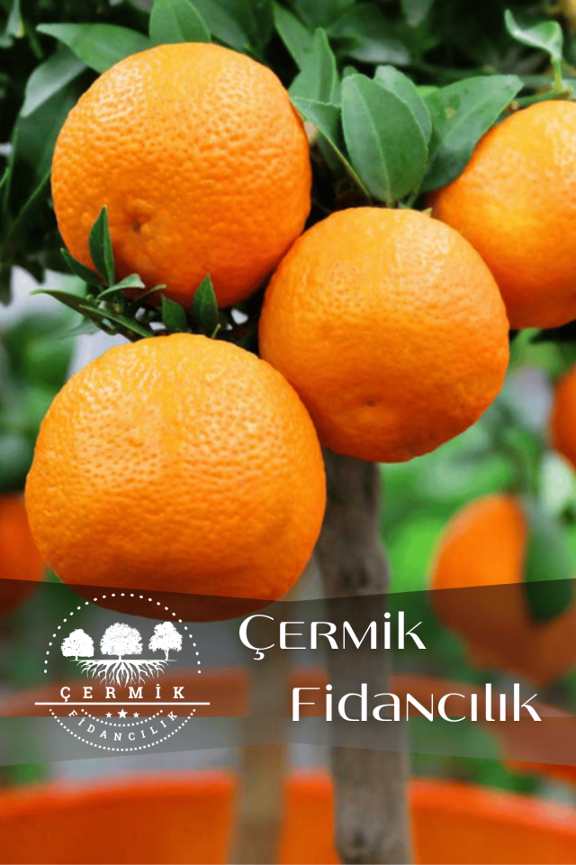 Tüplü Iri Meyveli Mandalina Fidanı