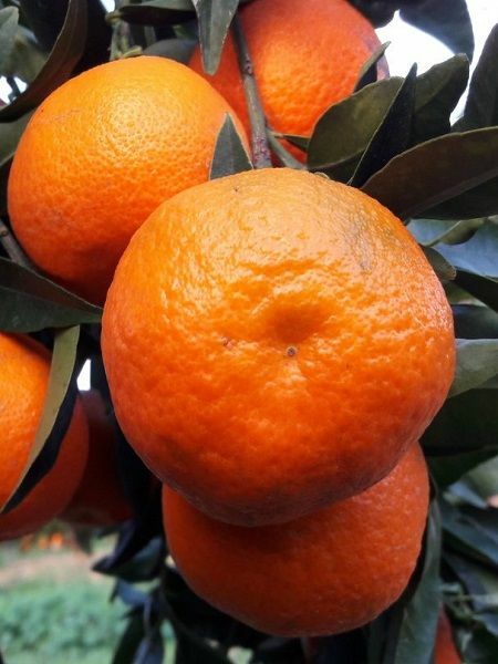 Tüplü Iri Meyveli Mandalina Fidanı