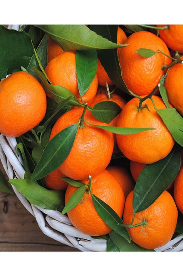 Tüplü Iri Meyveli Mandalina Fidanı