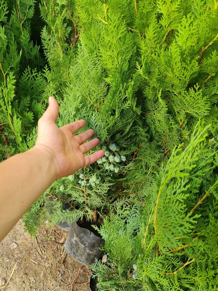 Tüplü Mazı Çam Ağacı Fidanı