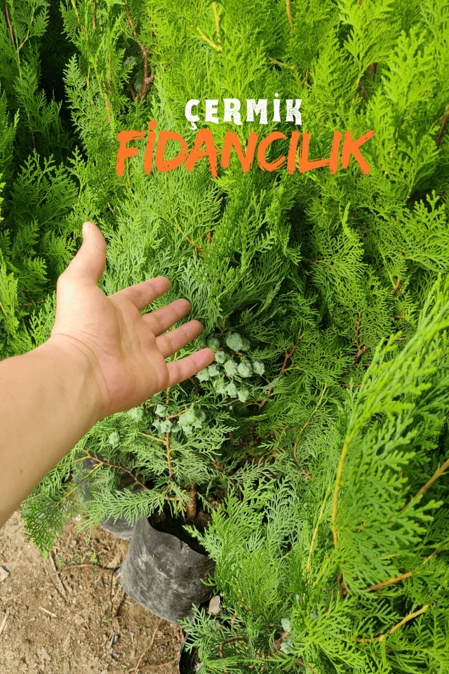 Tüplü Mazı Çam Ağacı Fidanı