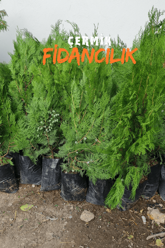 Tüplü Mazı Çam Ağacı Fidanı