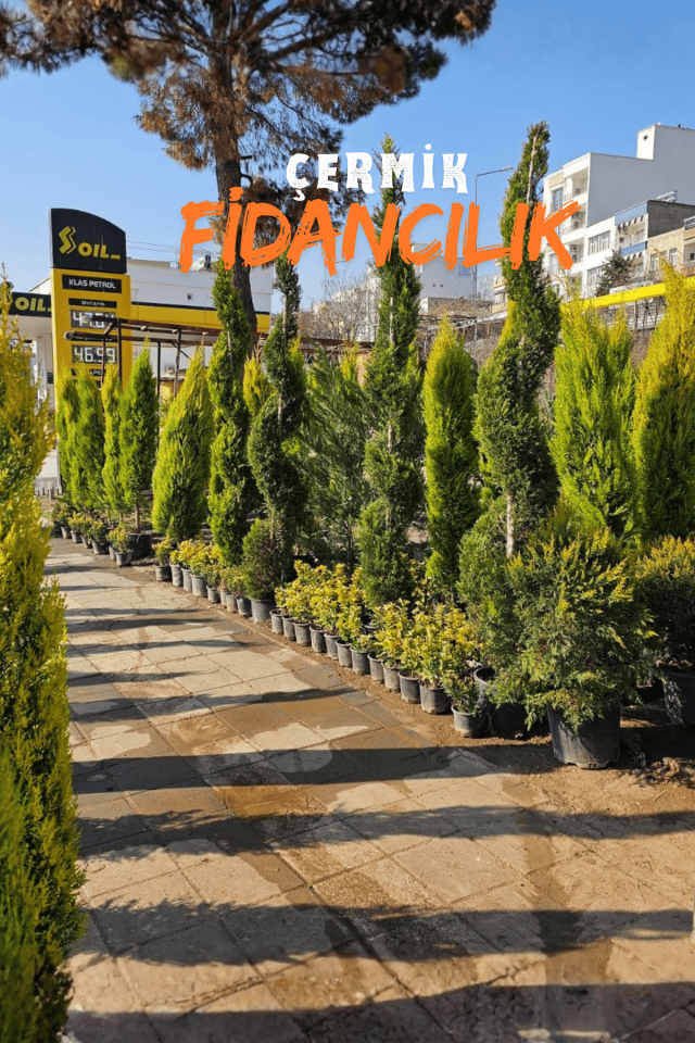 Tüplü Mazı Çam Ağacı Fidanı