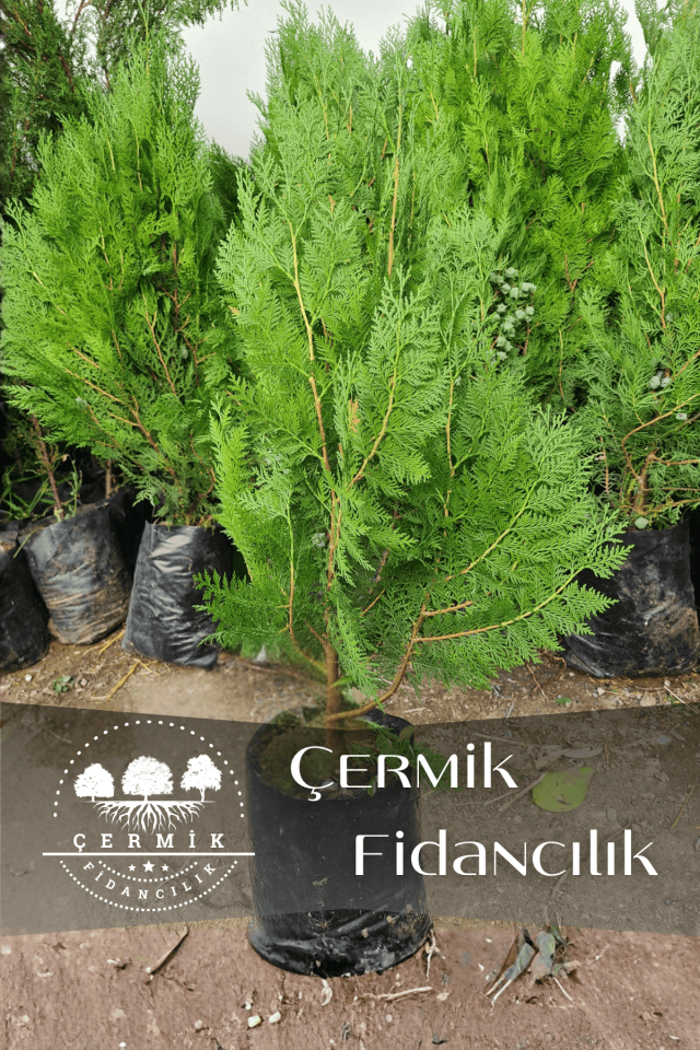 Tüplü Mazı Çam Ağacı Fidanı