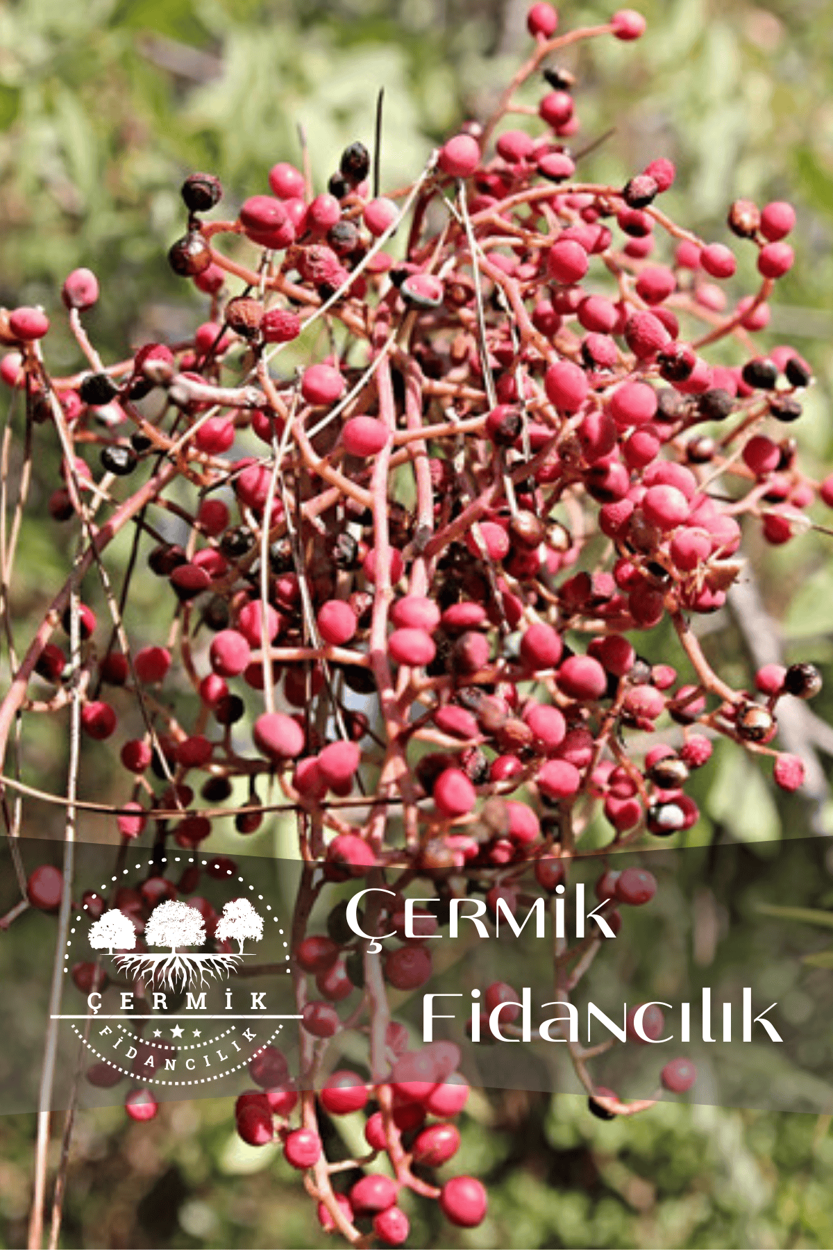 Menengiç Çitlembik Ağacı Fidanı 2 Yaş