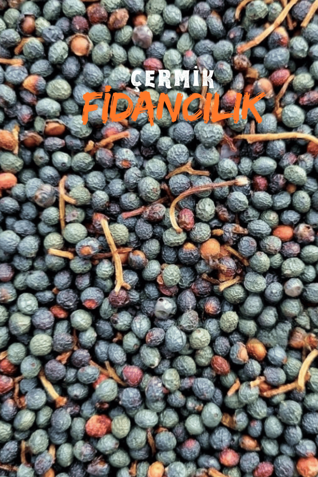 Menengiç Çitlembik Ağacı Fidanı 2 Yaş