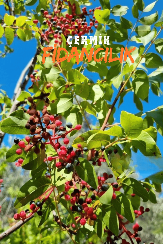 Menengiç Çitlembik Ağacı Fidanı 2 Yaş