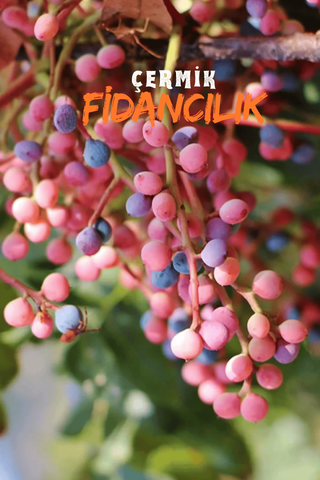 Menengiç Çitlembik Ağacı Fidanı 2 Yaş