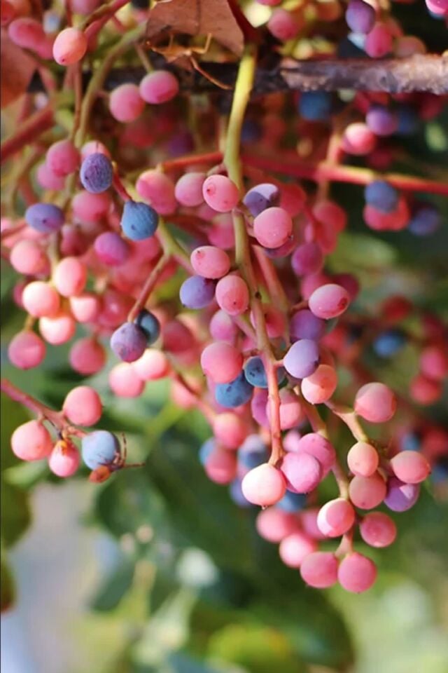 Menengiç Çitlembik Ağacı Fidanı 2 Yaş